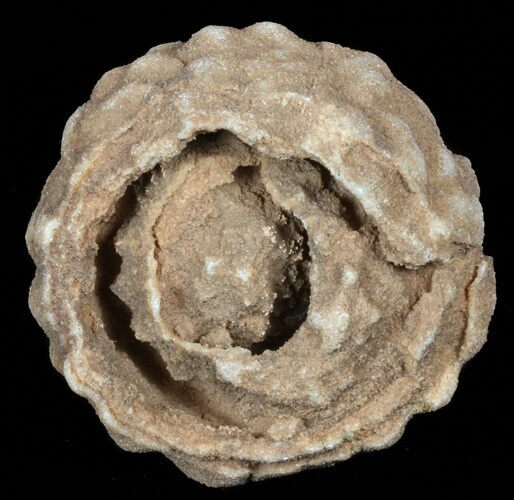 Flower-Like Sandstone Concretion - Pseudo Stromatolite #62204
